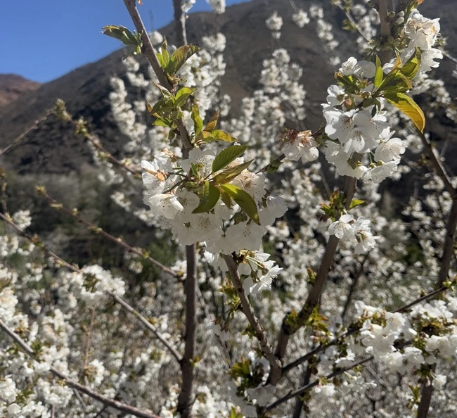 La mejor época para ir a Marruecos y ver los almendros en flor