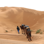 Sahara Camel Desert Trek