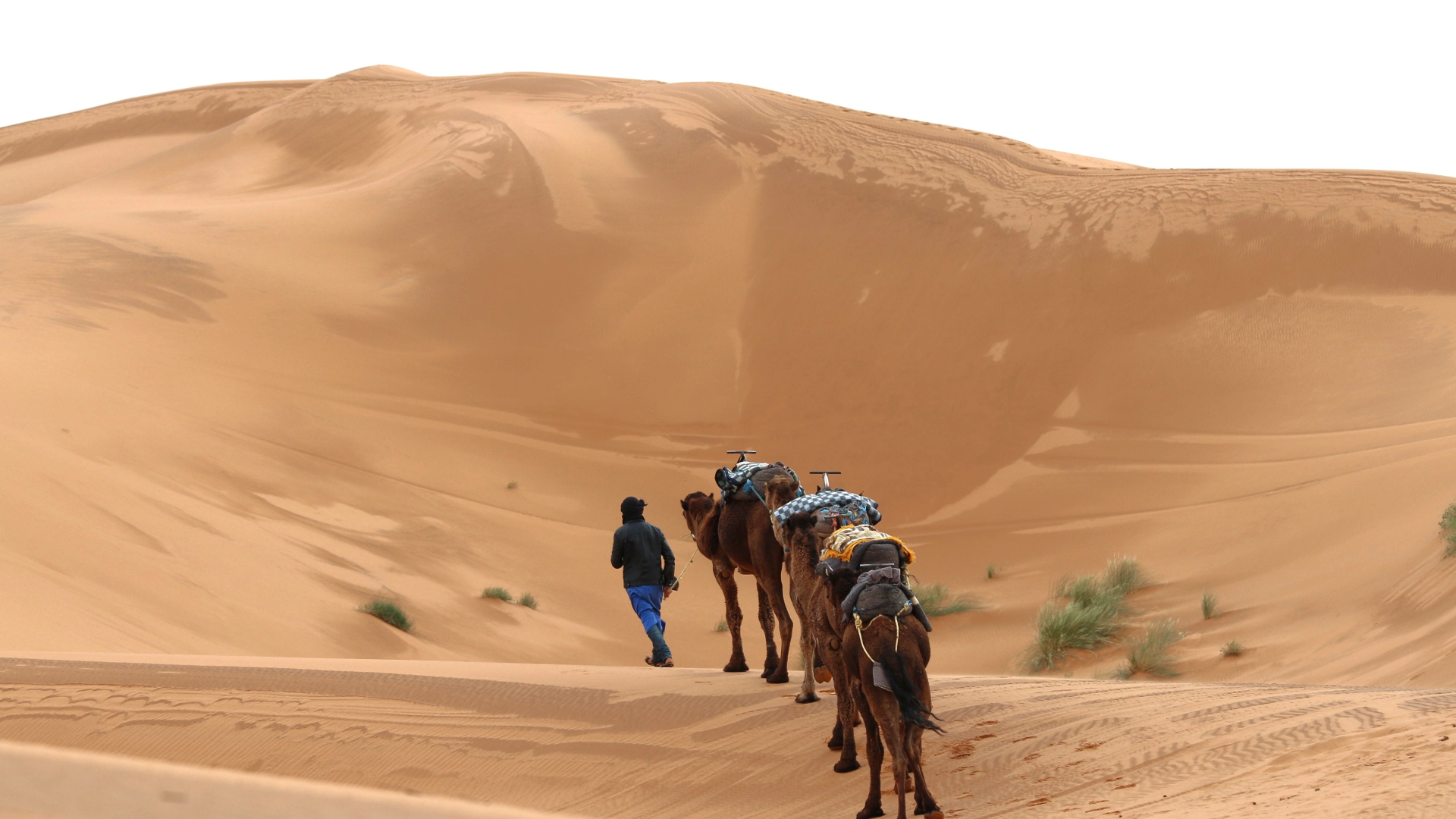 Sahara Camel Desert Trek