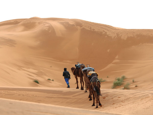 Sahara Camel Desert Trek